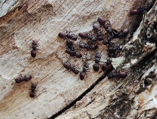 Northern Caribbean Turtle Ant photo 5