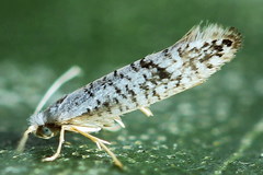 Argyresthia retinella