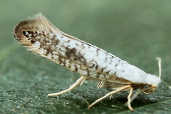 Argyresthia retinella