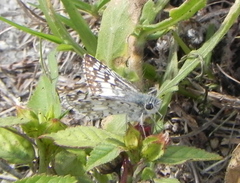 Burnsius albescens