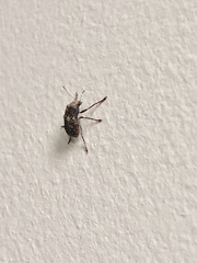 Araecerus