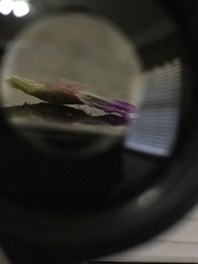 Liatris elegantula