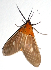 Asota producta