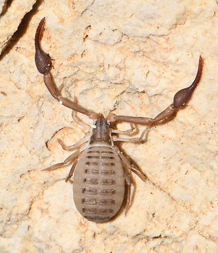 Representative image of Garypus