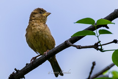 Passer domesticus