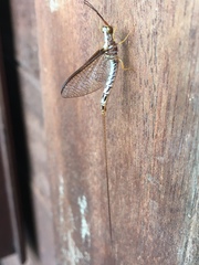 Ephemeridae