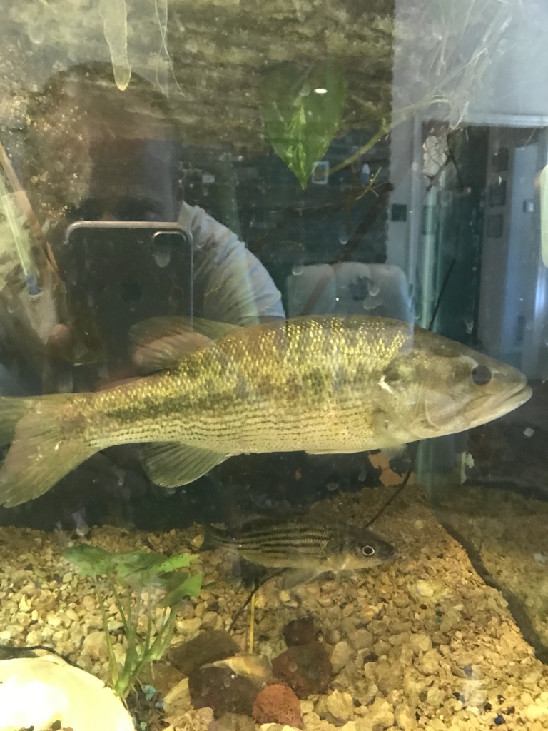 Guadalupe × Spotted Bass