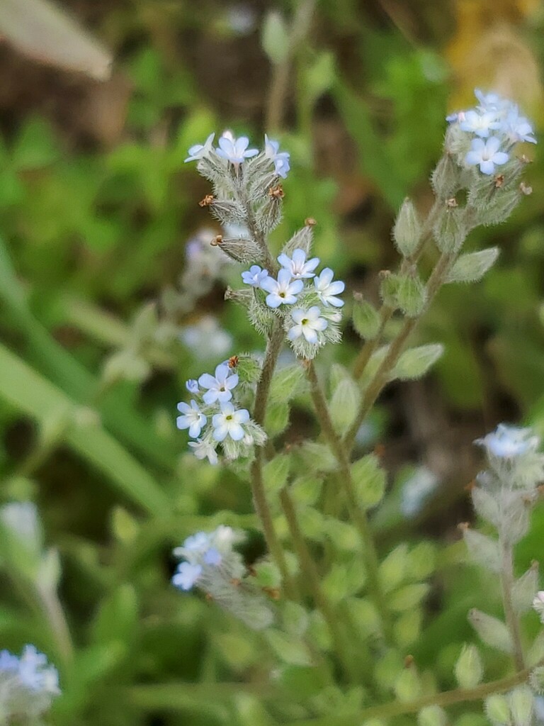 Strict forget-me-not