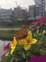Polygonia c-aureum