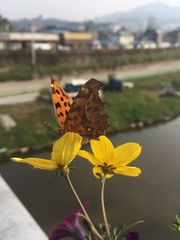 Polygonia c-aureum
