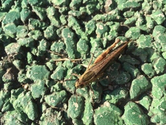 Shirakiacris shirakii
