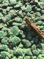 Shirakiacris shirakii