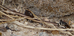 Psammophis angolensis