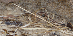 Psammophis angolensis