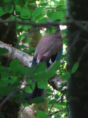 Irish Jay