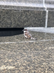 Passer domesticus