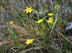 Tulipa uniflora