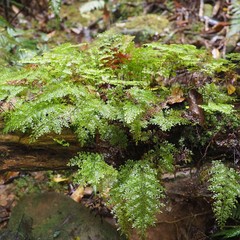 Hymenophyllum deplanchei
