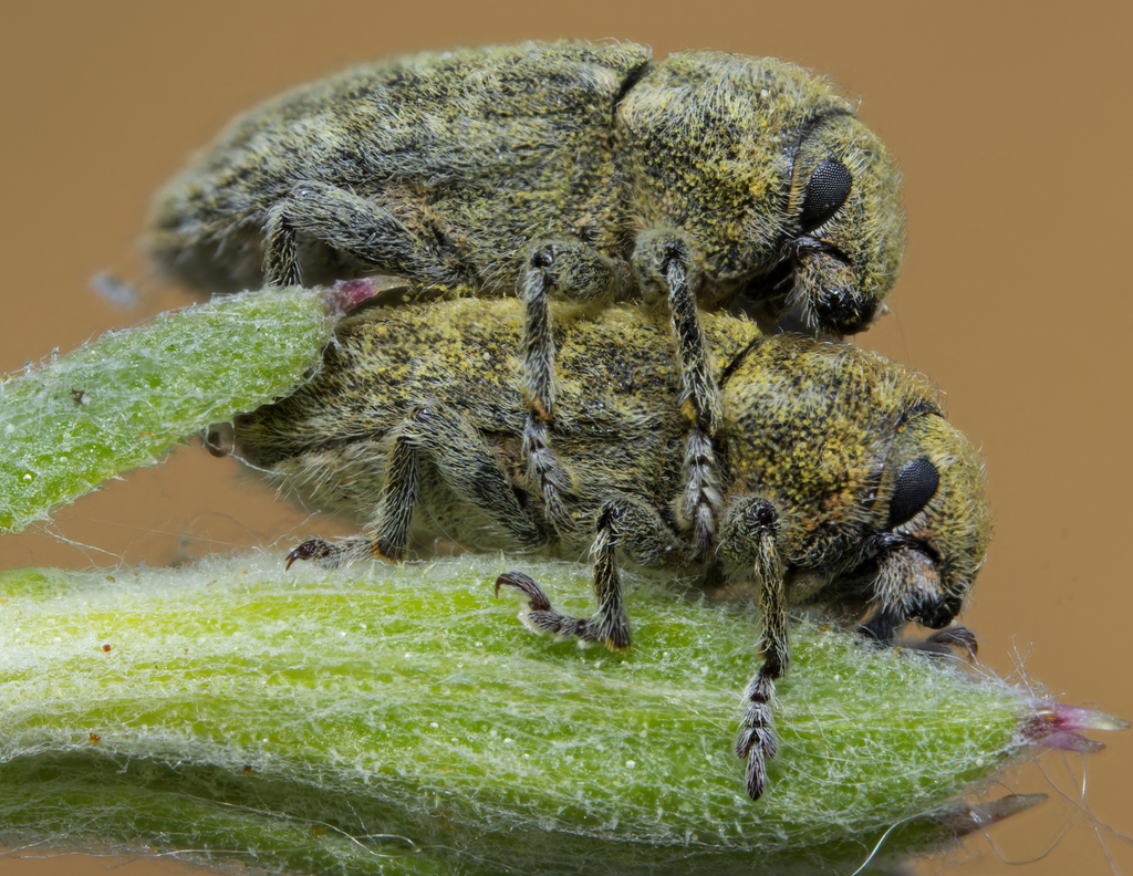 Bangasternus fausti