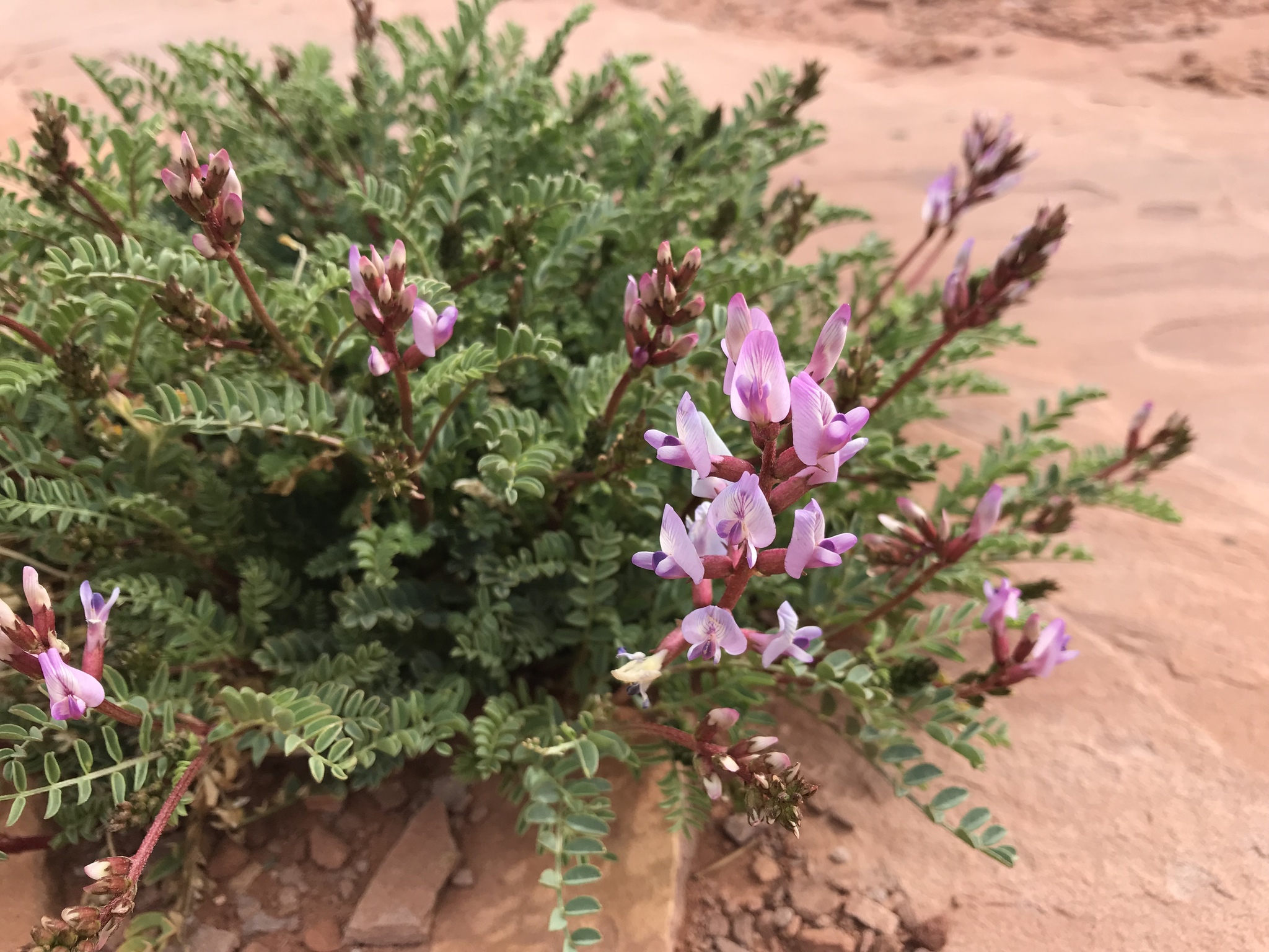 Astragalus preussii