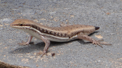 Trachylepis damarana