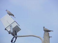 Streptopelia decaocto