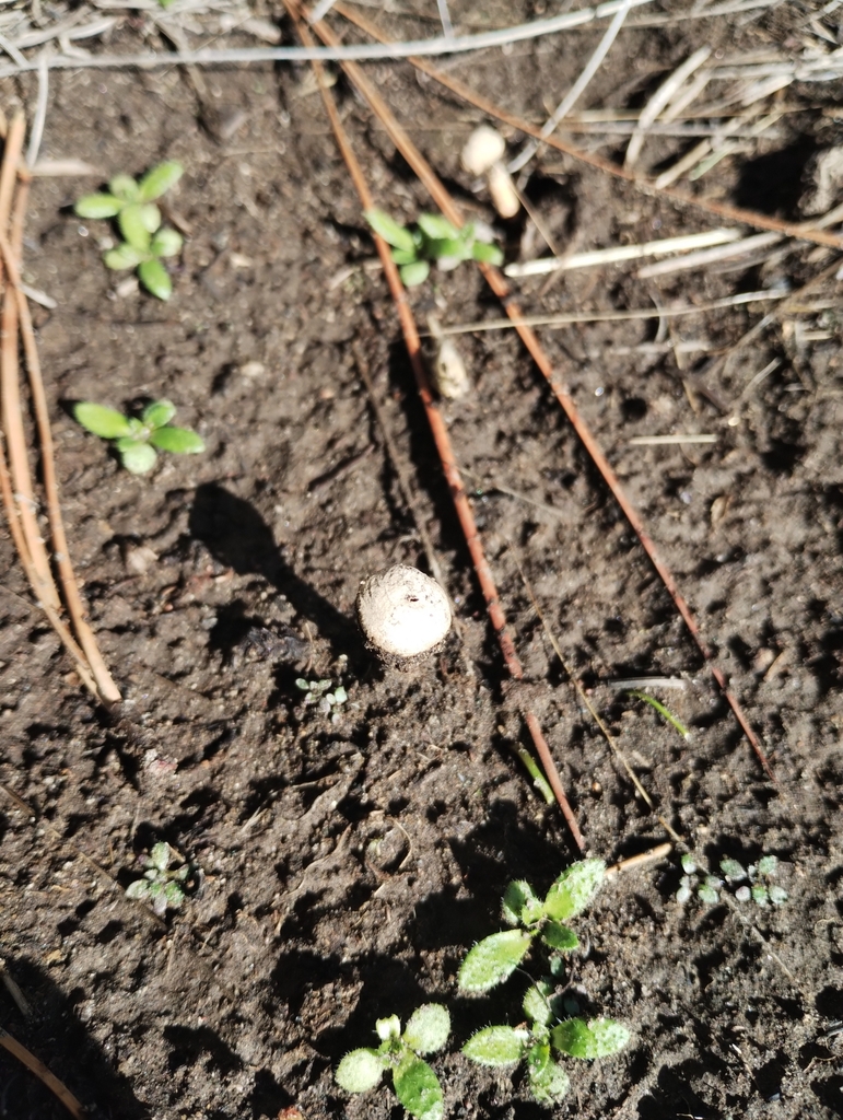Tulostoma brumale · June 2023 · photo: © nicoolejnik (iNaturalist, cc-by)