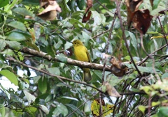 Iole indica