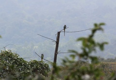 Psittacula columboides