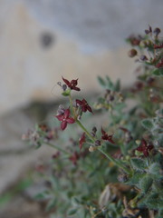 Galium canum