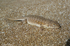 Liolaemus multimaculatus