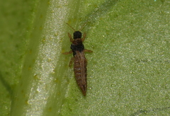 Panchaetothripidae