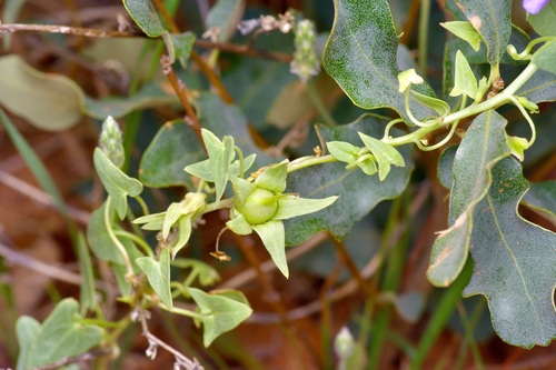 Image of Epixiphium wislizeni by (c) Michelle W. （鍾偉瑋）, some rights reserved (CC BY)