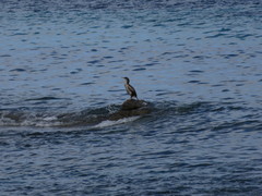 Gulosus aristotelis desmarestii