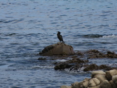 Gulosus aristotelis desmarestii