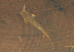 Clarias fuscus
