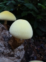Volvariella bombycina flaviceps