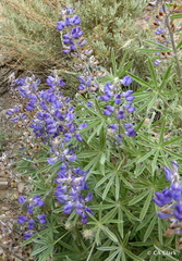 Lupinus argenteus montigenus