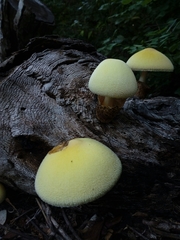 Volvariella bombycina flaviceps