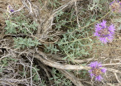 Monardella odoratissima glauca