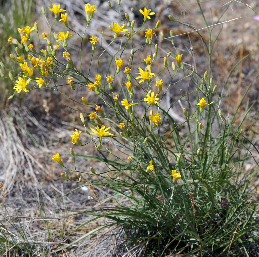 Slender Hawksbeard