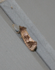 Acrolophus texanella