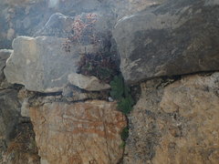 Rosularia pallidiflora