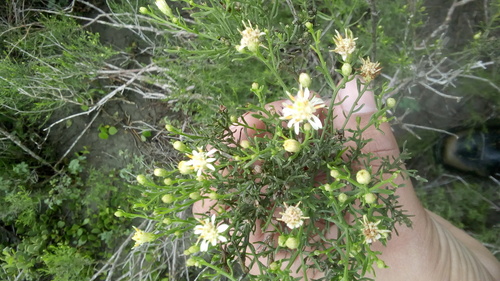 Texas desert goldenrod (Xylothamia palmeri)