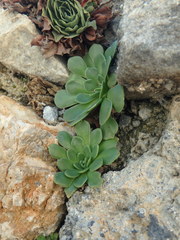 Rosularia pallidiflora