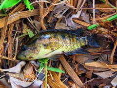 Parachromis friedrichsthalii