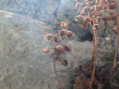 Rosularia pallidiflora