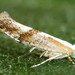 Argyresthia - Photo (c) Andrey Ponomarev, some rights reserved (CC BY-NC)