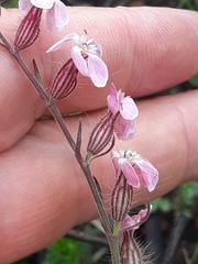 Silene gallica image