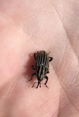 Sphenophorus australis